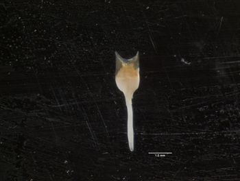 Media type: image;   Malacology 120474